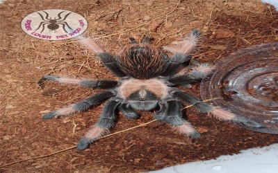 emilia male tarantula